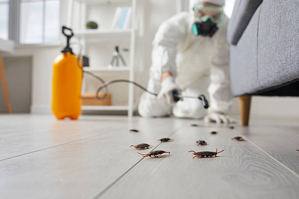 Commercial Kitchen Cockroach Control in Auberry